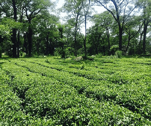 Tea Garden Palampur